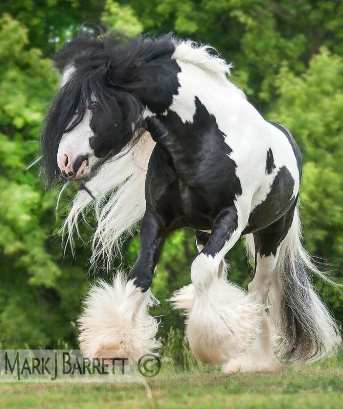 Lake Ridge British Sterling - Gypsy Vanner Stallion